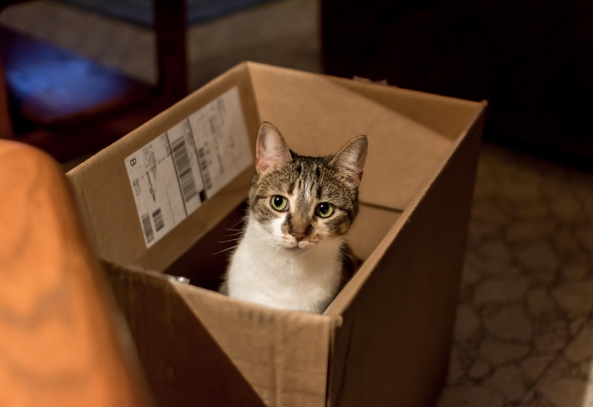 cat in a box