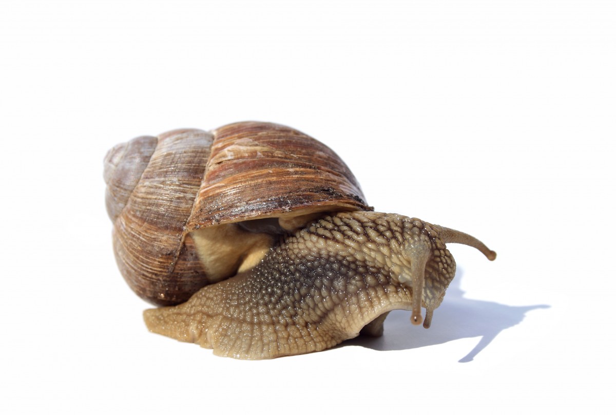 snail