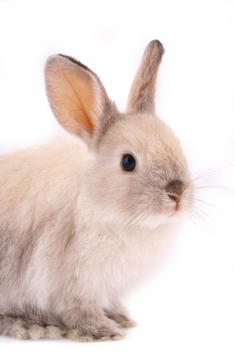 rabbit gene to be edited