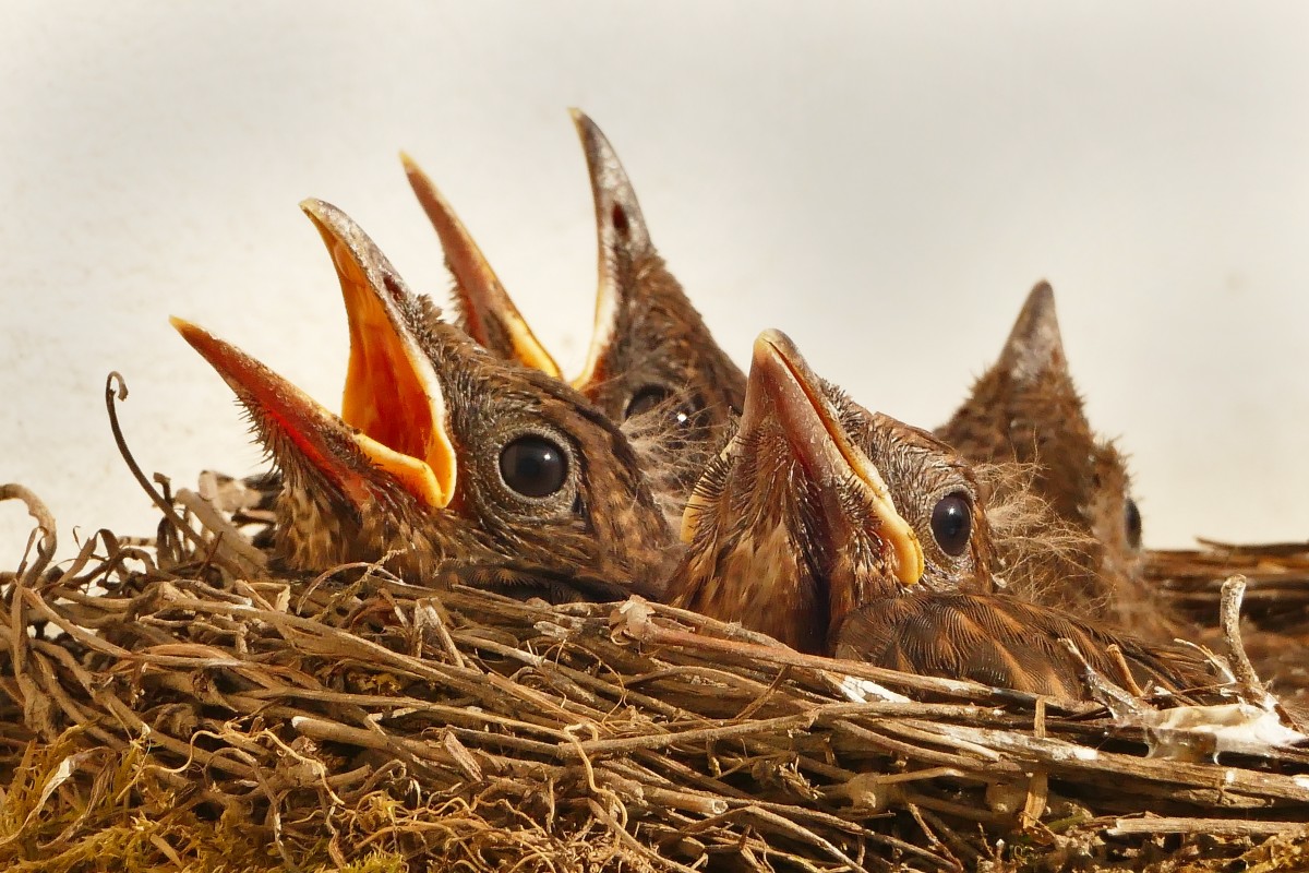 baby birds