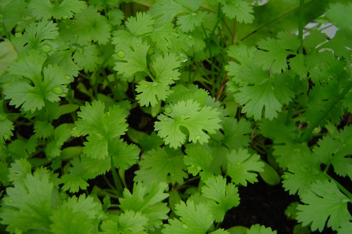 cilantro close up