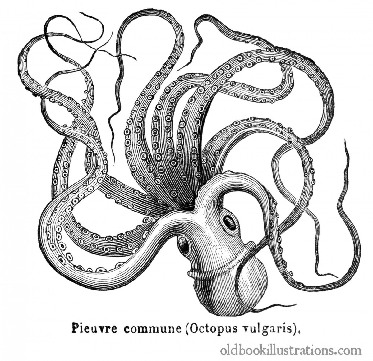 one octopus short of octopuses