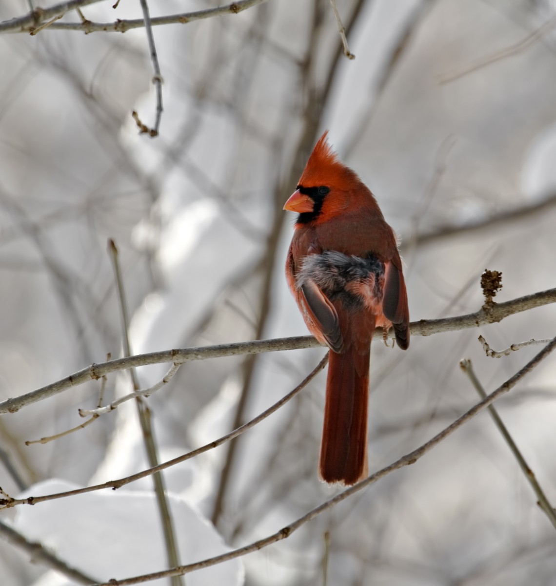 Cardinal bird