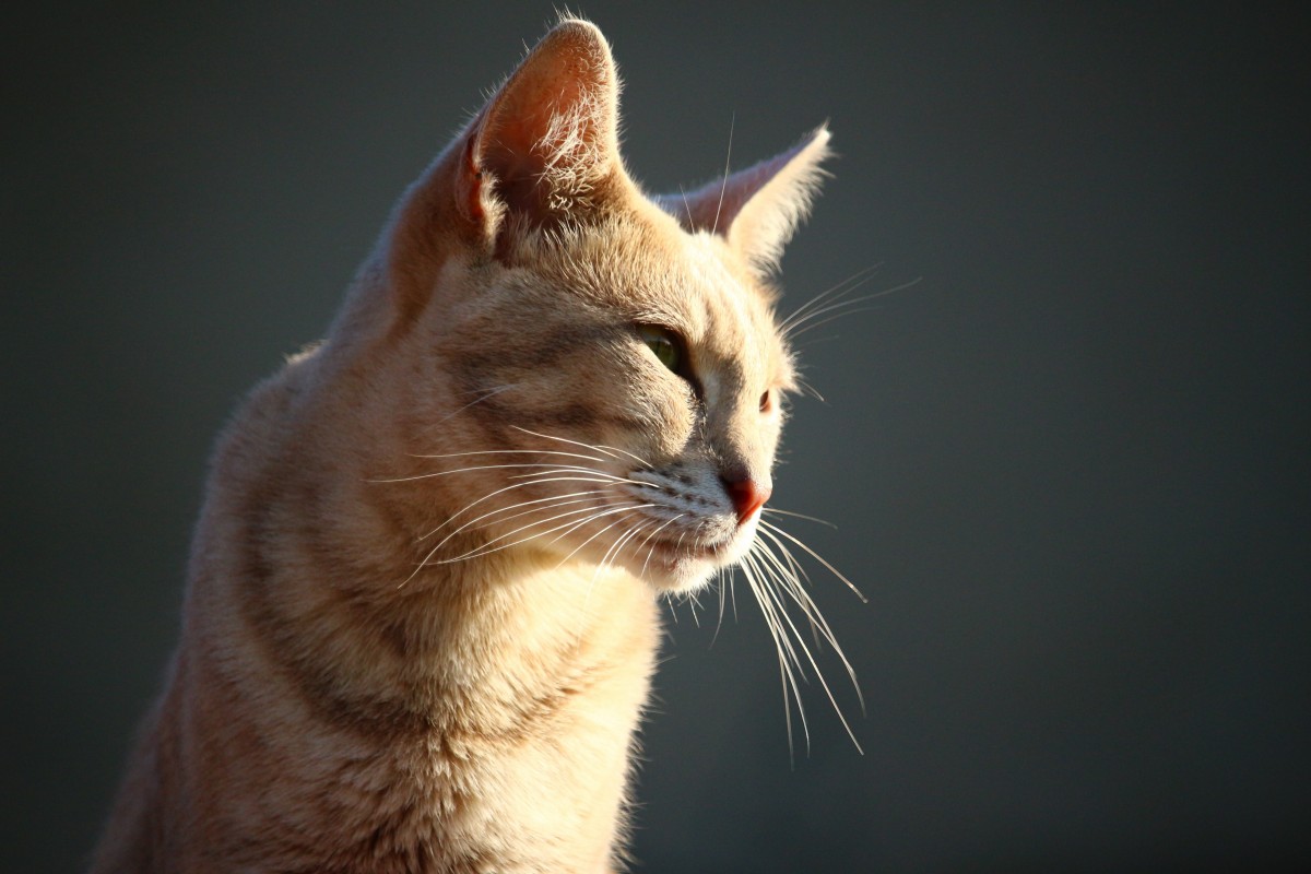 cat with whiskers