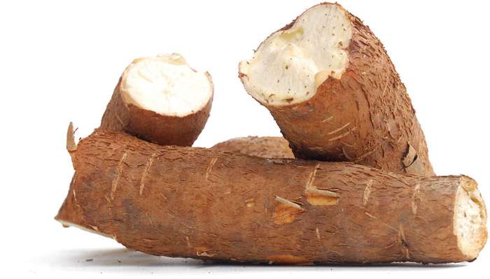 cassava affected by climate change