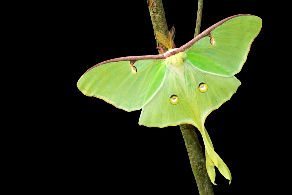 the luna, one of many moths species