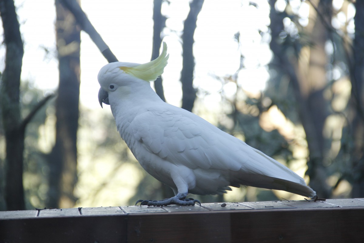 sulpher crested cockatoo