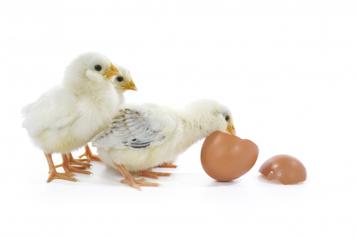 chicks and eggs